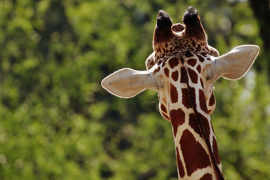 Необычные отели: отель с жирафами Giraffe Manor