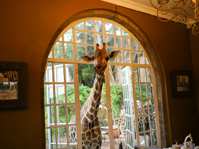 Отель с жирафами в Кении Giraffe Manor - Журнал Виасан