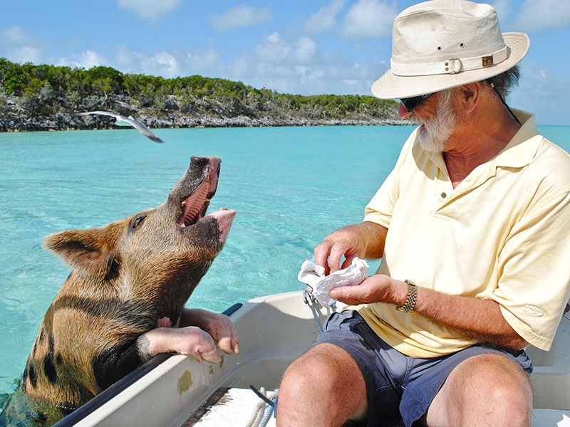 Остров свиней на Багамах [Pig Beach, Pig Island] — Журнал Виасан