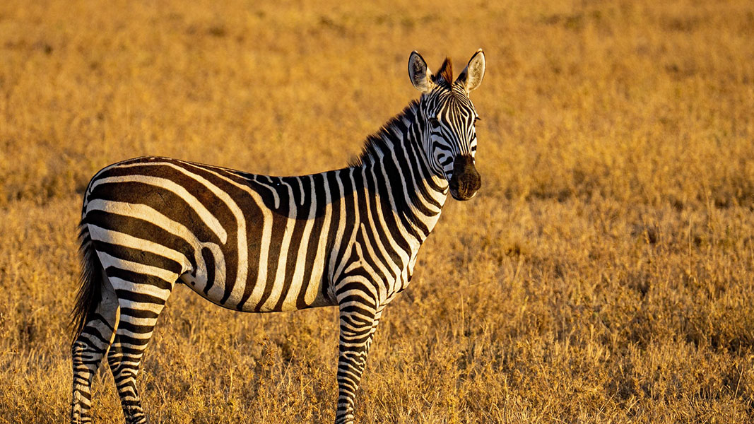 Экзотическая Танзания – с чем ее едят?