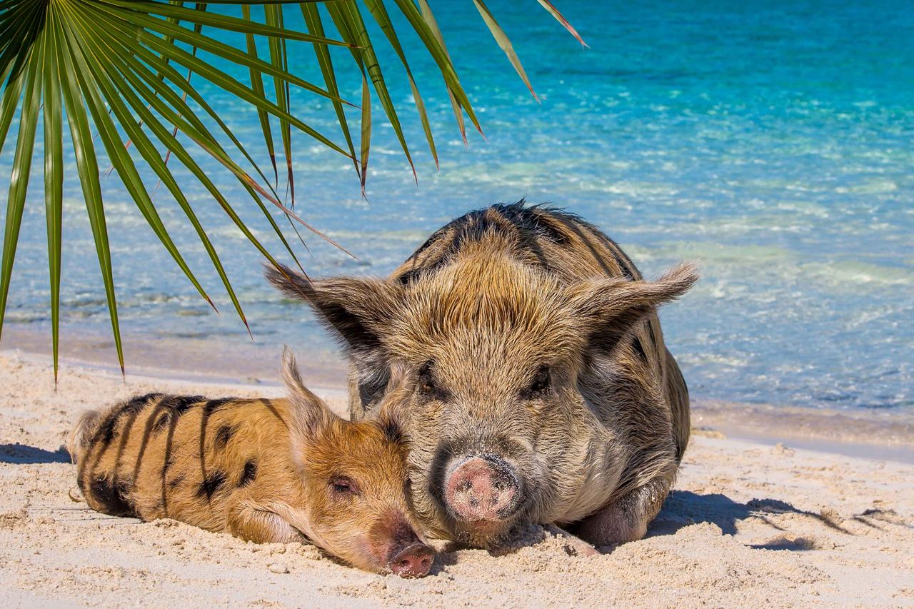 Пиг-Бич остров свиней
