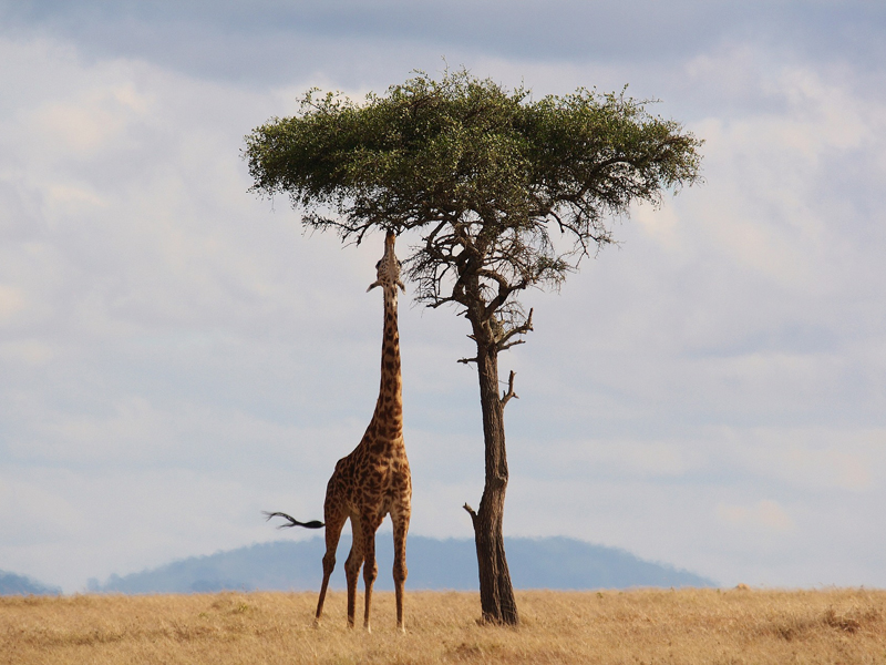 10 причин как можно скорее побывать в Танзании
