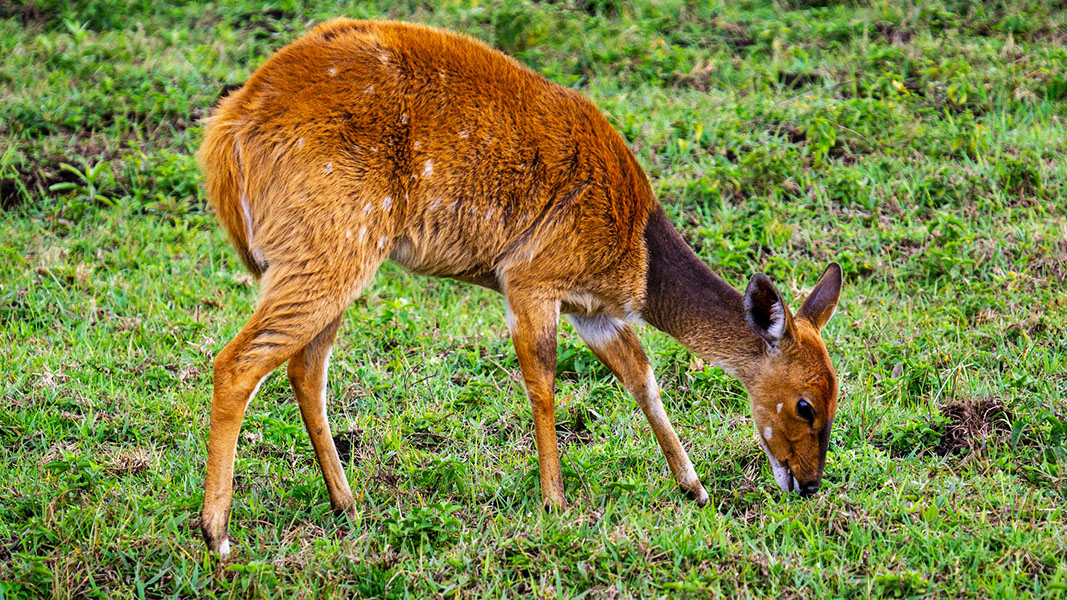 10 причин как можно скорее побывать в Танзании