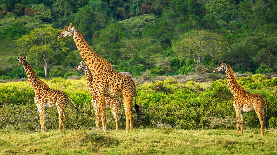 10 причин как можно скорее побывать в Танзании