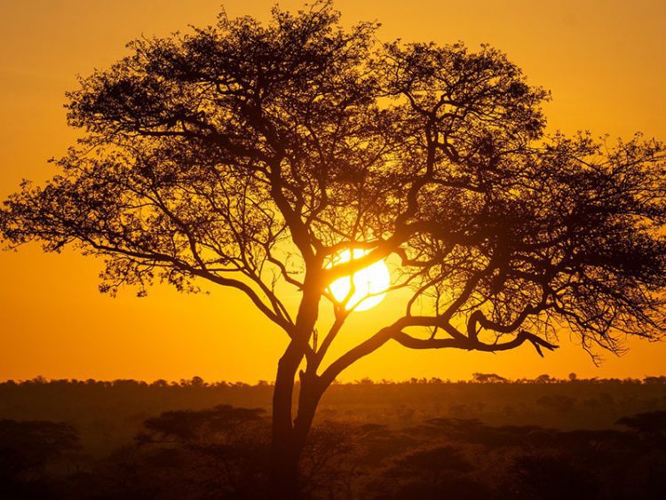 10 причин как можно скорее побывать в Танзании