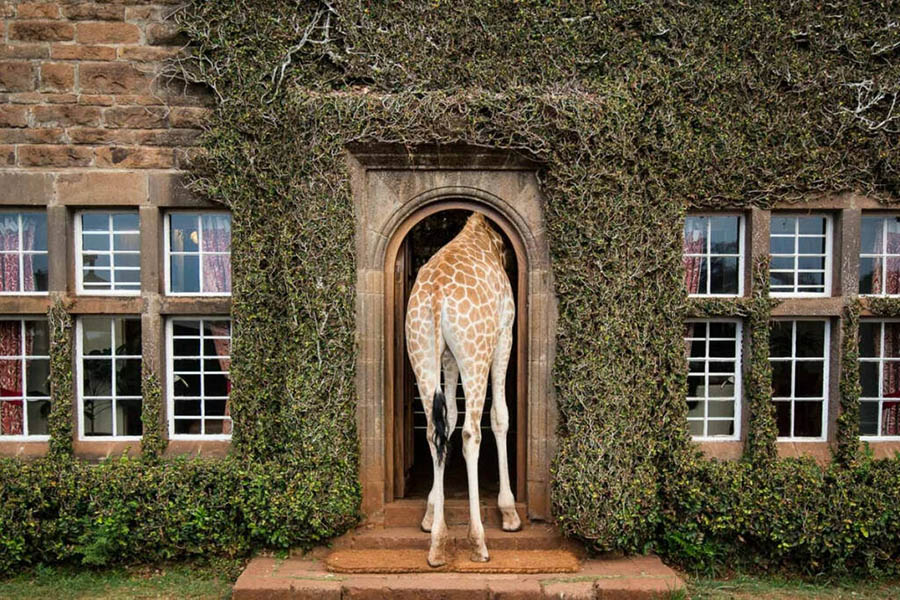 Необычные отели: отель с жирафами Giraffe Manor