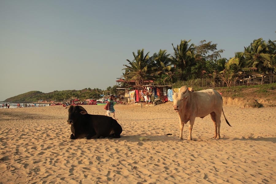 Летим в Гоа: чего ждать от пляжного рая по-индийски